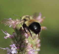 Bombus affinis