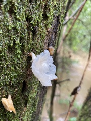 Tremella fuciformis