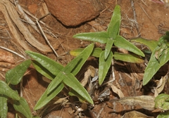 Monardella macrantha macrantha