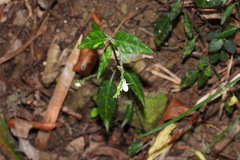 Codonacanthus pauciflorus