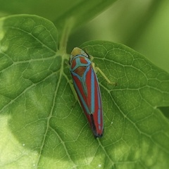 Graphocephala coccinea