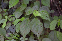 Boehmeria pilosiuscula