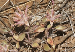 Monardella macrantha macrantha
