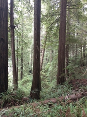 Polystichum munitum