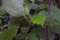 Boehmeria pilosiuscula