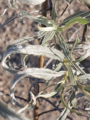 Salix exigua