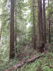 Polystichum munitum