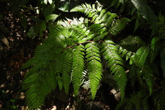 Ctenitis subglandulosa