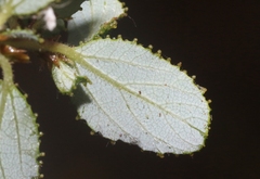 Ceanothus foliosus