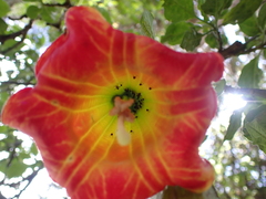 Brugmansia sanguinea
