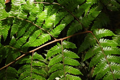 Ctenitis subglandulosa