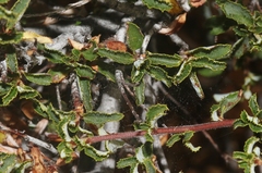 Ceanothus foliosus