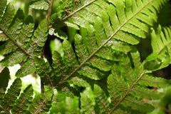 Ctenitis subglandulosa