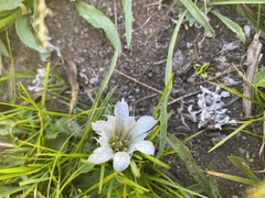 Gentiana newberryi