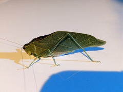 Microcentrum retinerve