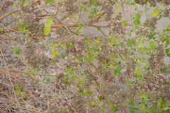 Salpianthus arenarius