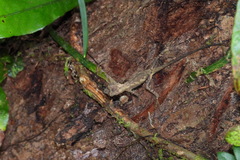 Diploderma swinhonis