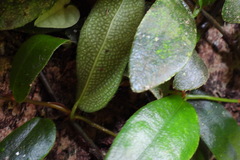 Ficus aurantiaca parvifolia