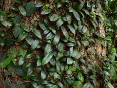 Ficus aurantiaca parvifolia
