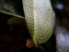 Ficus aurantiaca parvifolia