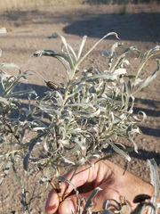 Salix exigua