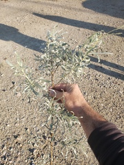 Salix exigua