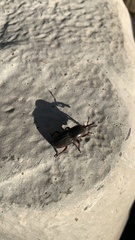 Scyphophorus