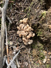 Cudonia circinans