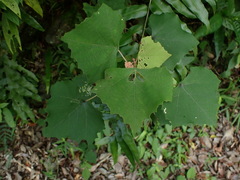 Mallotus paniculatus formosanus