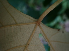 Mallotus paniculatus formosanus