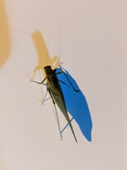 Microcentrum retinerve