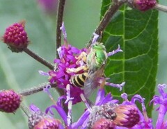 Agapostemon virescens