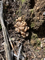 Cudonia circinans