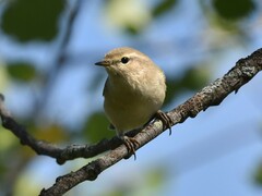 Phylloscopus collybita