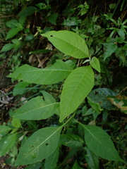 Deeringia polysperma