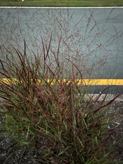 Eragrostis spectabilis