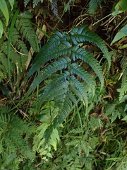 Dryopteris varia