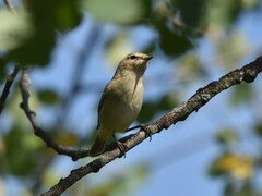 Phylloscopus collybita