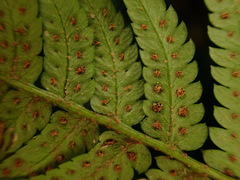 Dryopteris varia