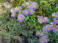 Erigeron speciosus