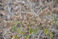 Salpianthus arenarius