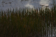 Eleocharis interstincta