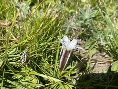 Gentiana newberryi