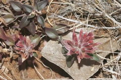 Monardella macrantha macrantha