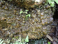 Nostoc commune