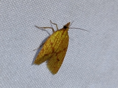 Sparganothis sulfureana