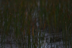 Eleocharis interstincta