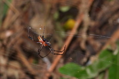 Leucauge tessellata