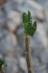 Cnidoscolus aconitifolius