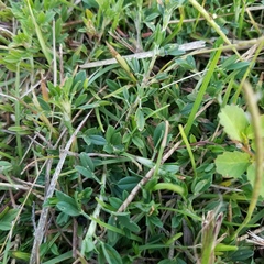 Stylosanthes